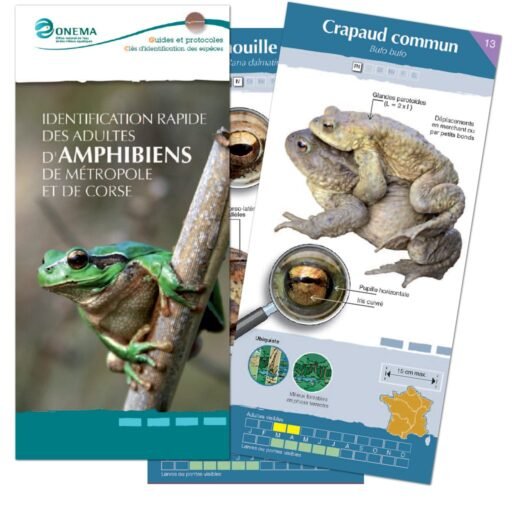 Guide d'identification des batraciens