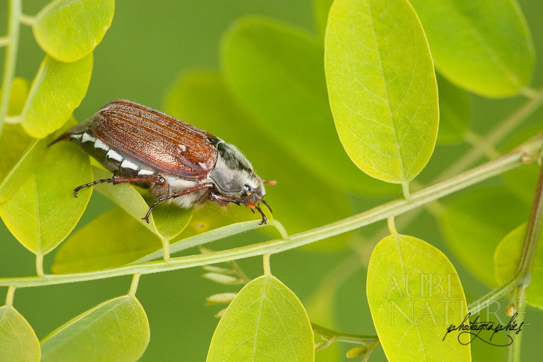Hanneton commun sur une branche d'arbre