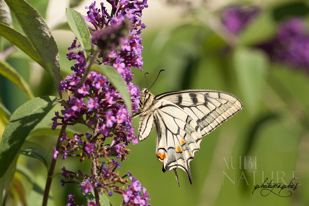 Papillon machaon