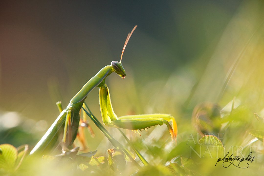 Mante religieuse dans l'herbe