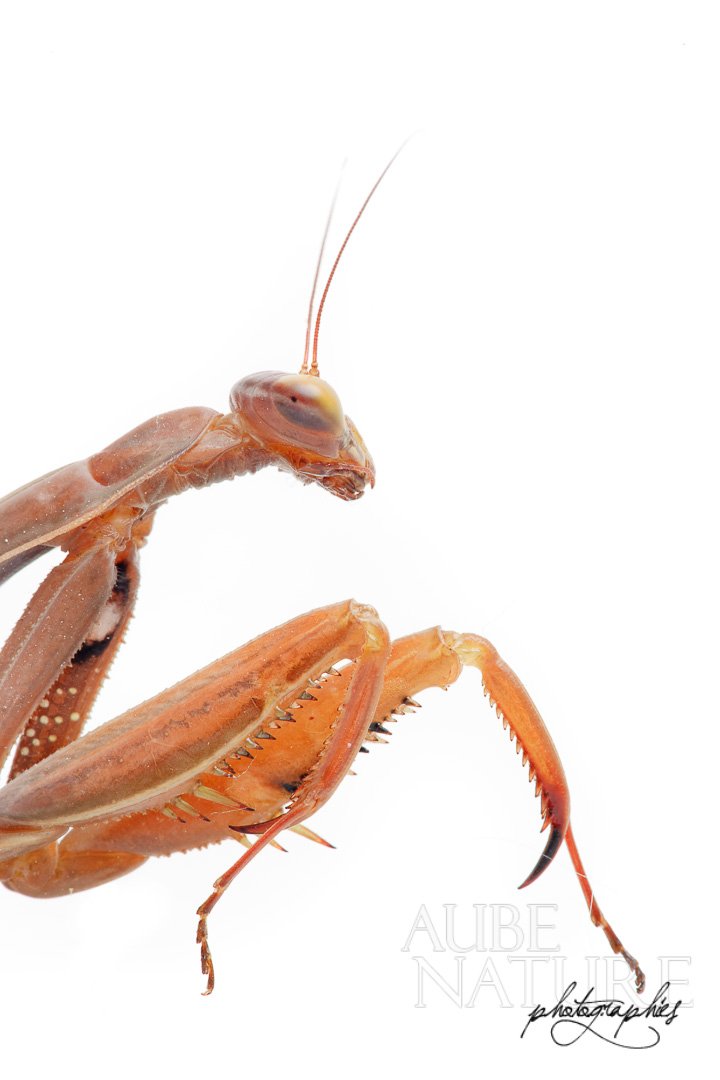 Mante religieuse en studio (Aube, France)