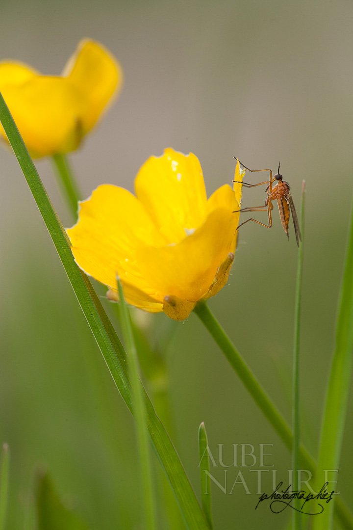 Moustique sur bouton d'or