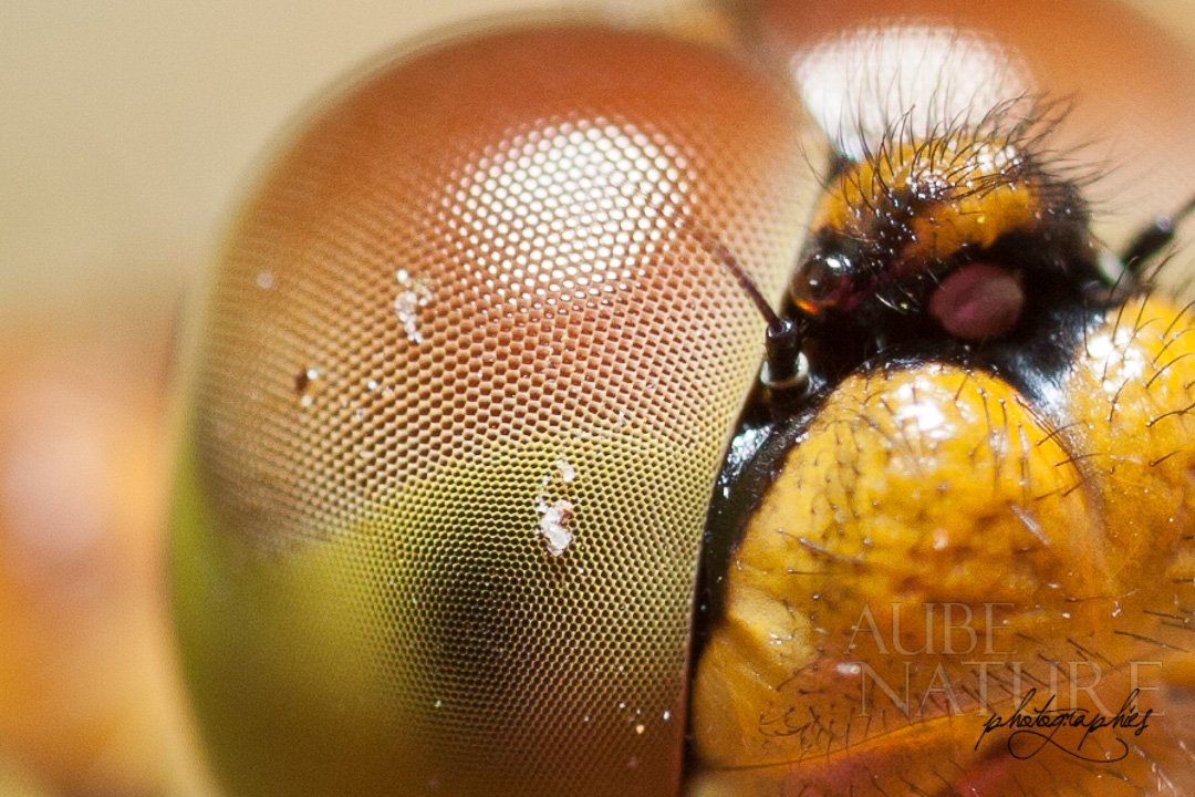Oeil de libellule en gros plan