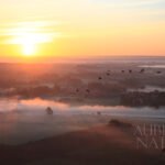 Vol de cormorans sur lever de soleil, vu depuis ULM