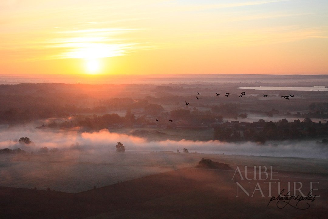 Vol de cormorans sur lever de soleil, vu depuis ULM