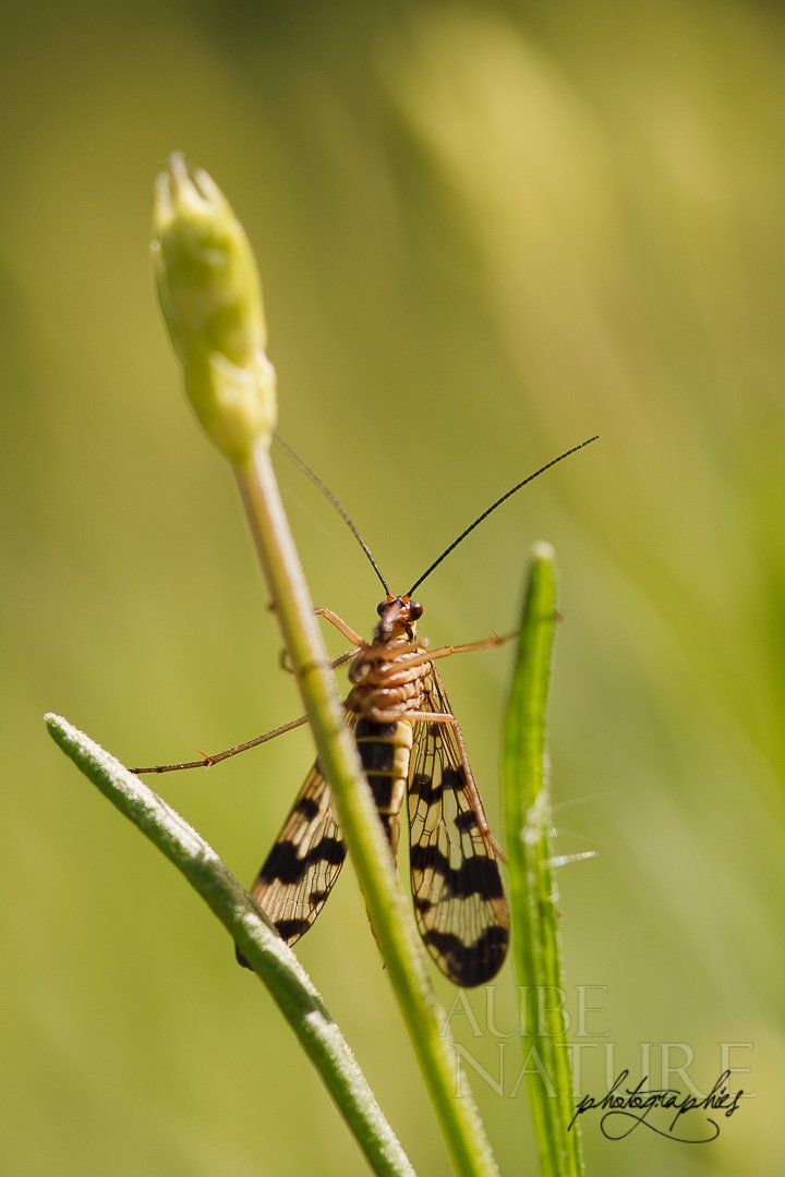 Panorpe, Mouche-scorpion