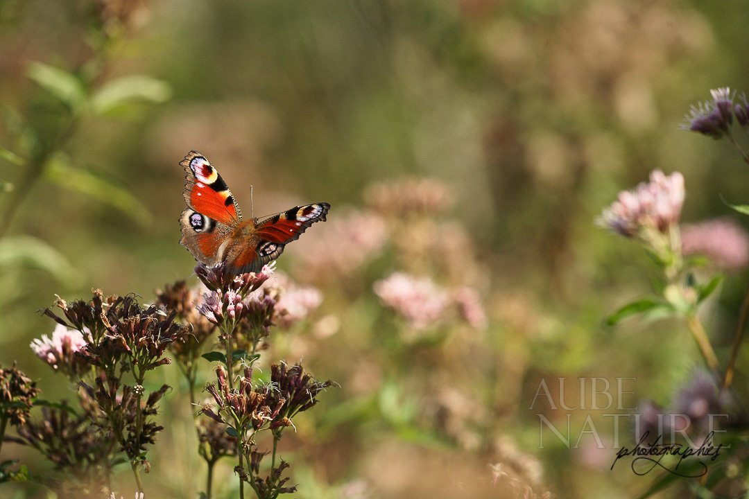 Paon du jour (Inachis io)