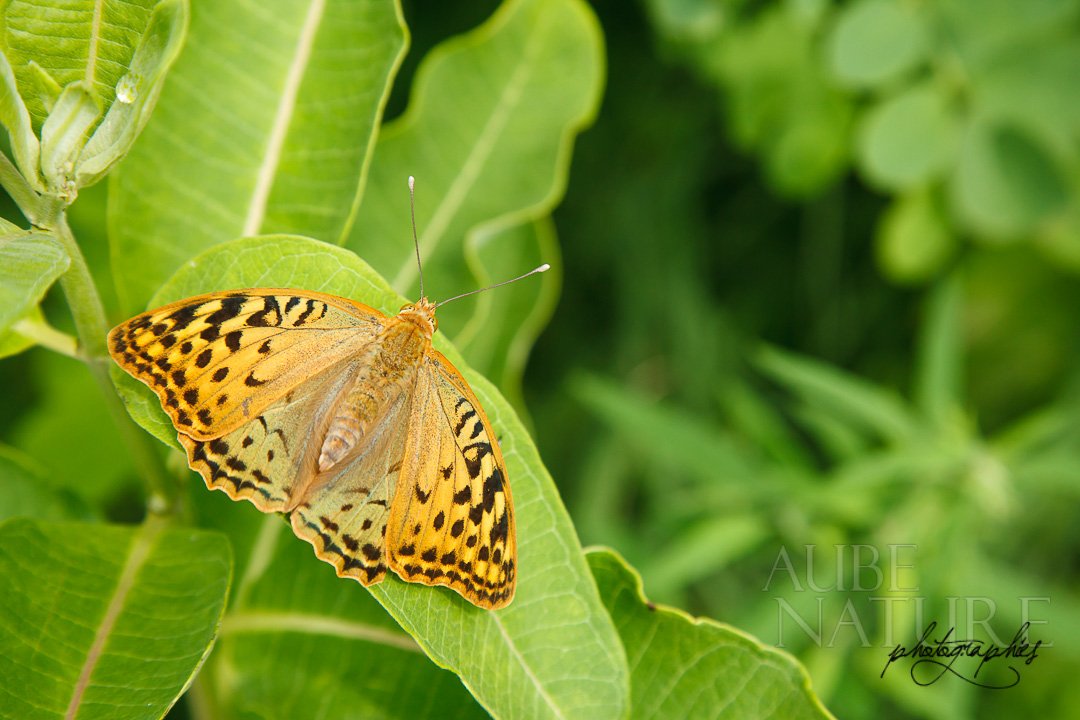 Papillon Tabac d'Espagne