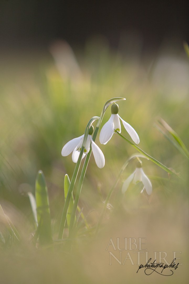 Fleur de Perce-neige