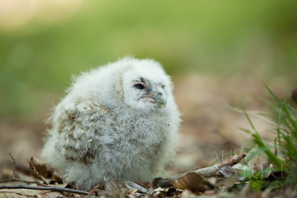 Poussin de chouette Hulotte