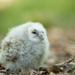 Poussin de chouette Hulotte