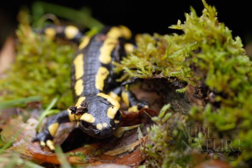 Salamandre tâchetée (Salamandra salamandra terrestris)