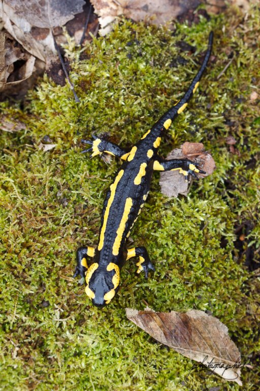 Salamandre tâchetée vue du dessus