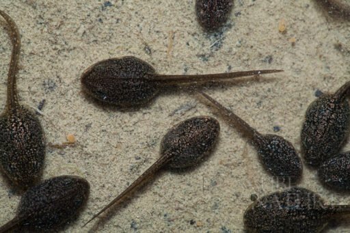 Têtards dans une flaque d'eau