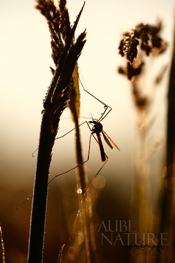 Tipule du chou (Tipula oleracea) en contre-jour