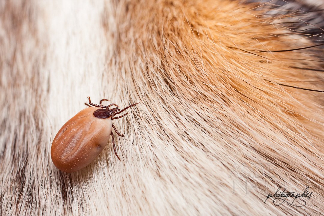 Tique sur un chien