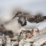 Tournepierre à collier