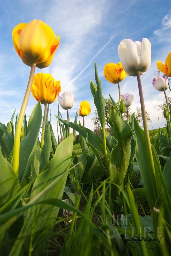 Tulipes au grand angle