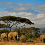 Safari en Afrique : les meilleures destinations !