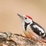 Pic mar, pic épeiche : comment les reconnaître ?