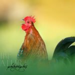 Coq Sabelpoot "mille fleurs"