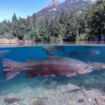 Truites photographiées en surface en lumière naturelle - © Emotion Picture