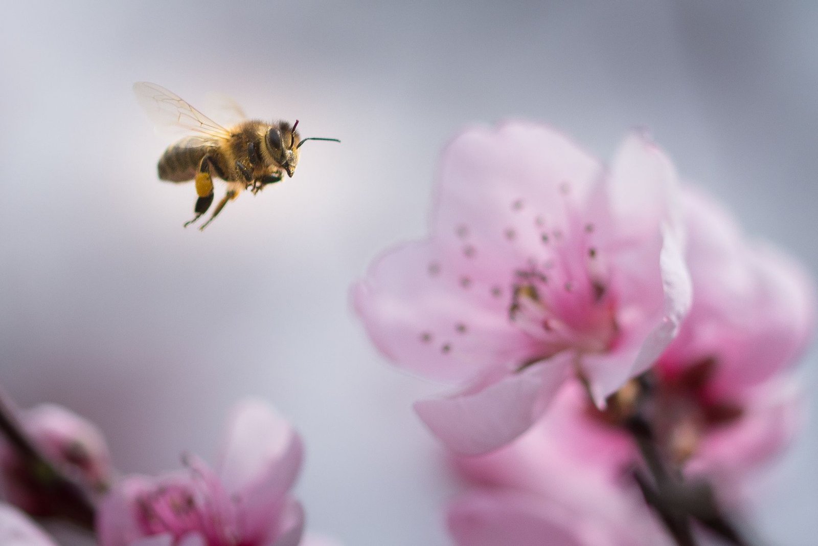 Abeille domestique en vol face à une fleur de pécher