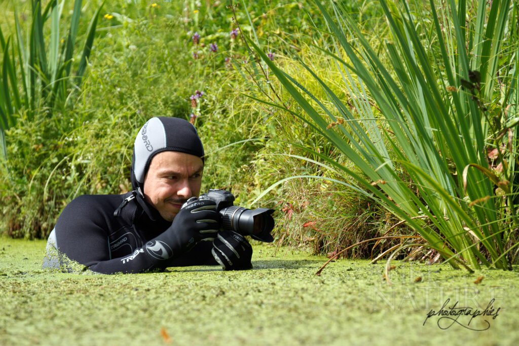 Photographe animalier dans une mare de village
