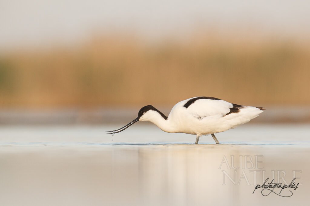 Avocette élégante