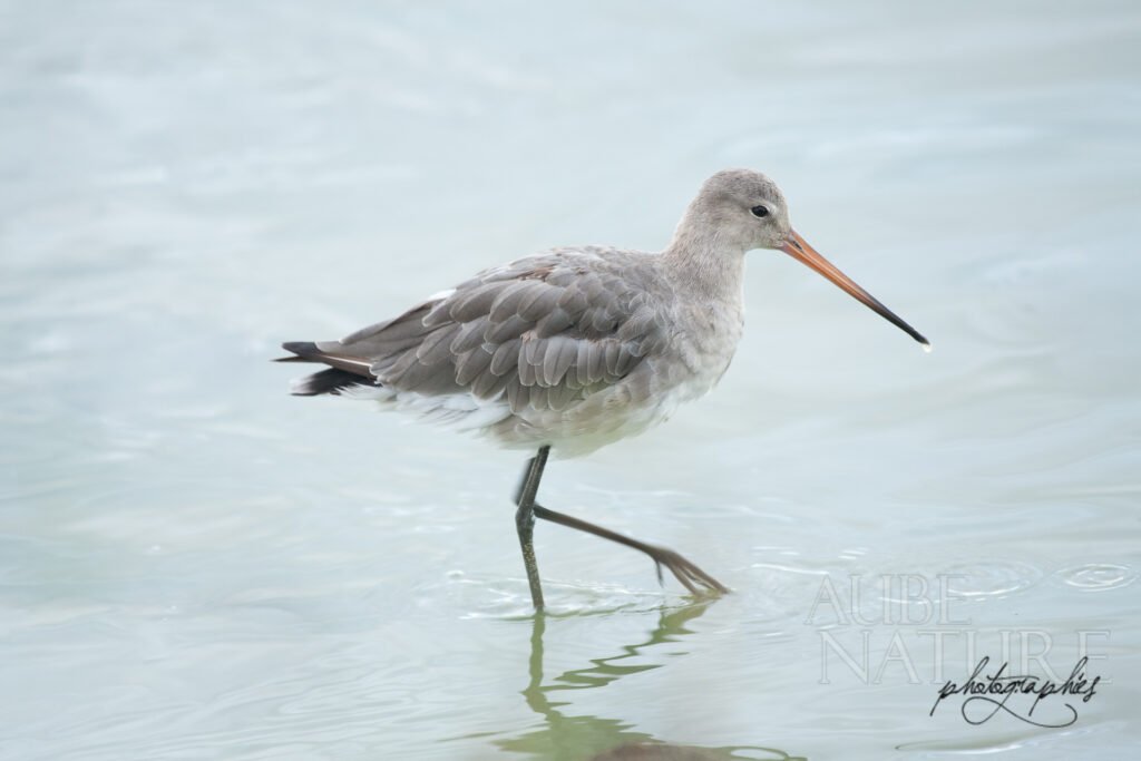 Barge à queue noire