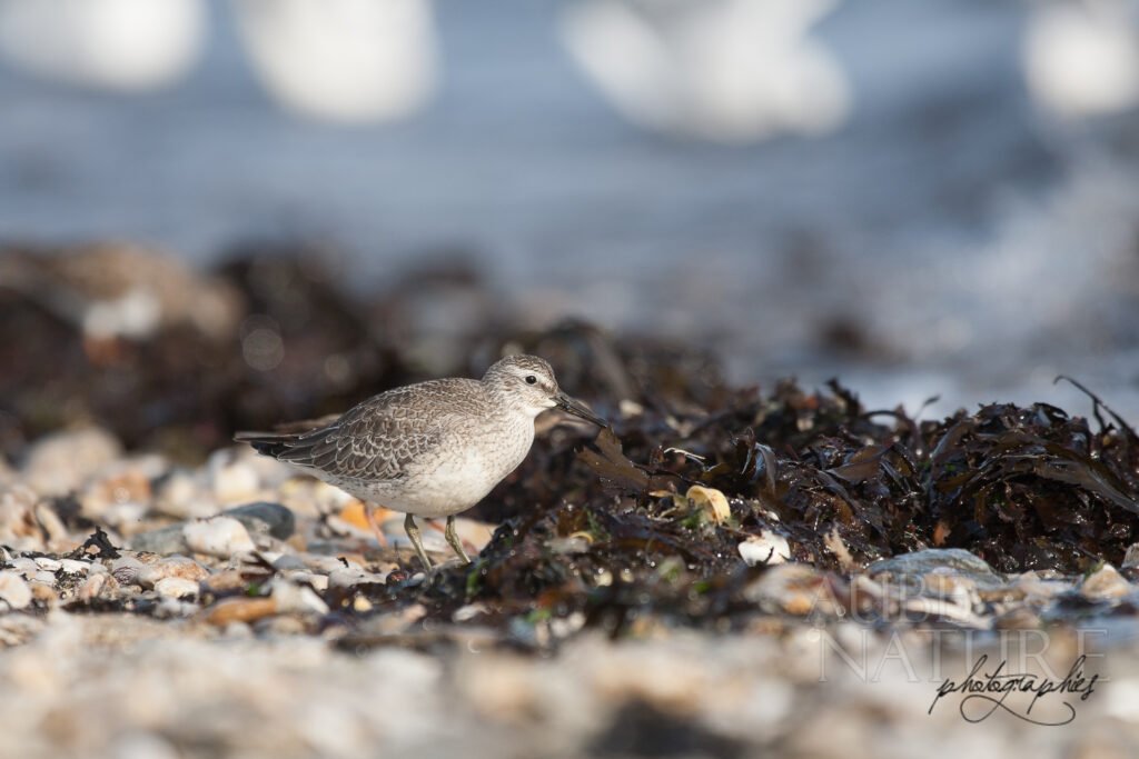 Bécasseau maubèche à marée montante