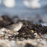 Bécasseau maubèche à marée montante