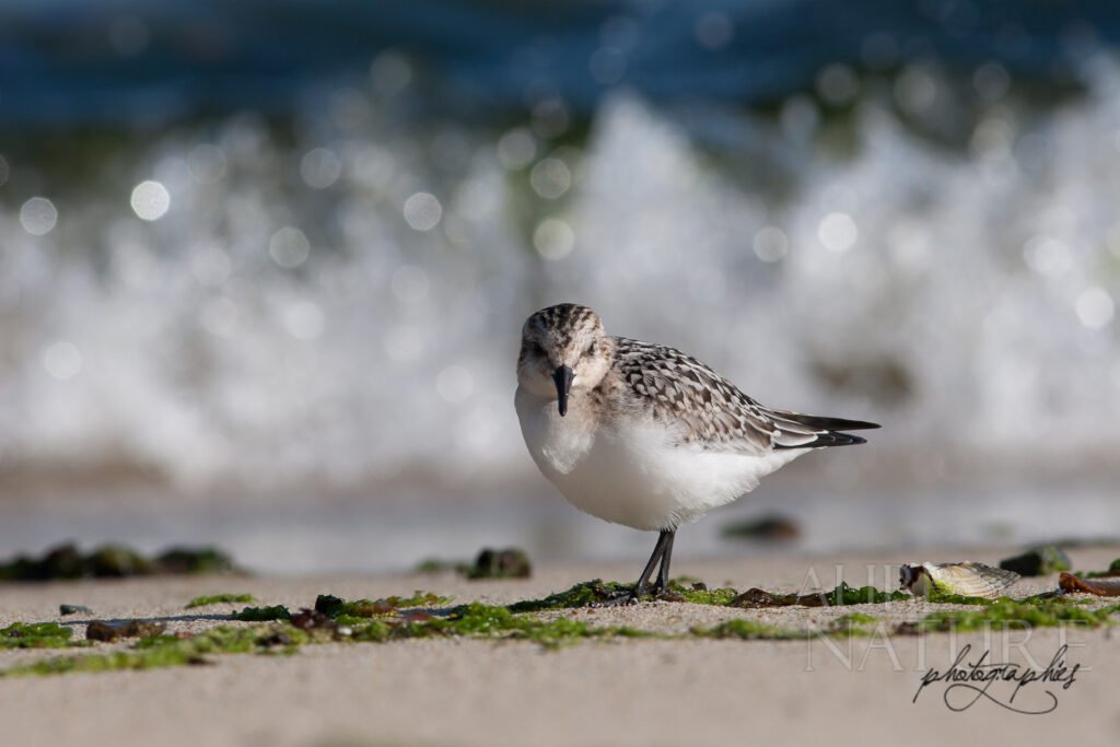 Bécasseau sanderling