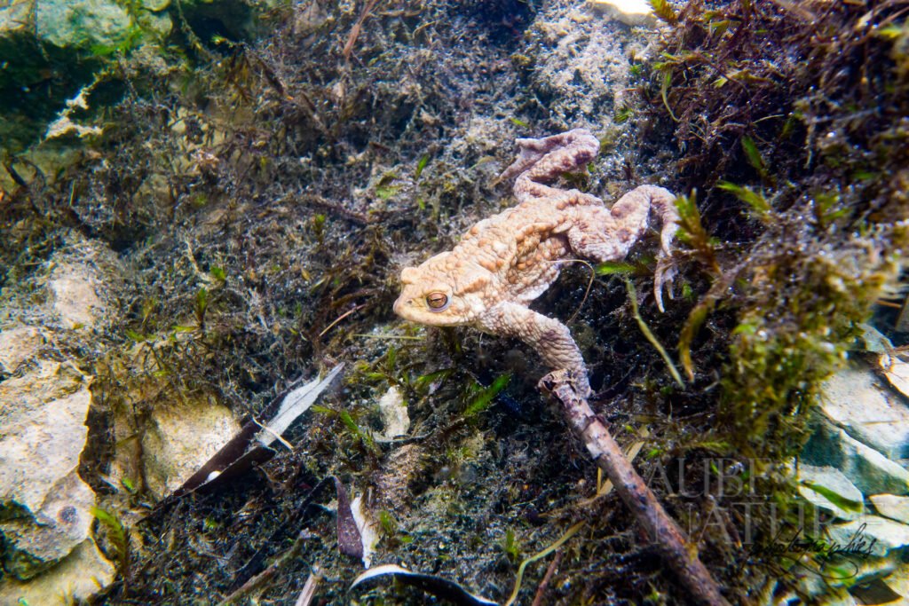 Crapaud sous l'eau