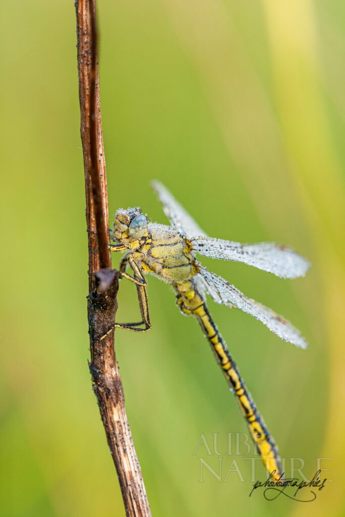 Gomphe commun (Gomphus pulchellus) sur son perchoir