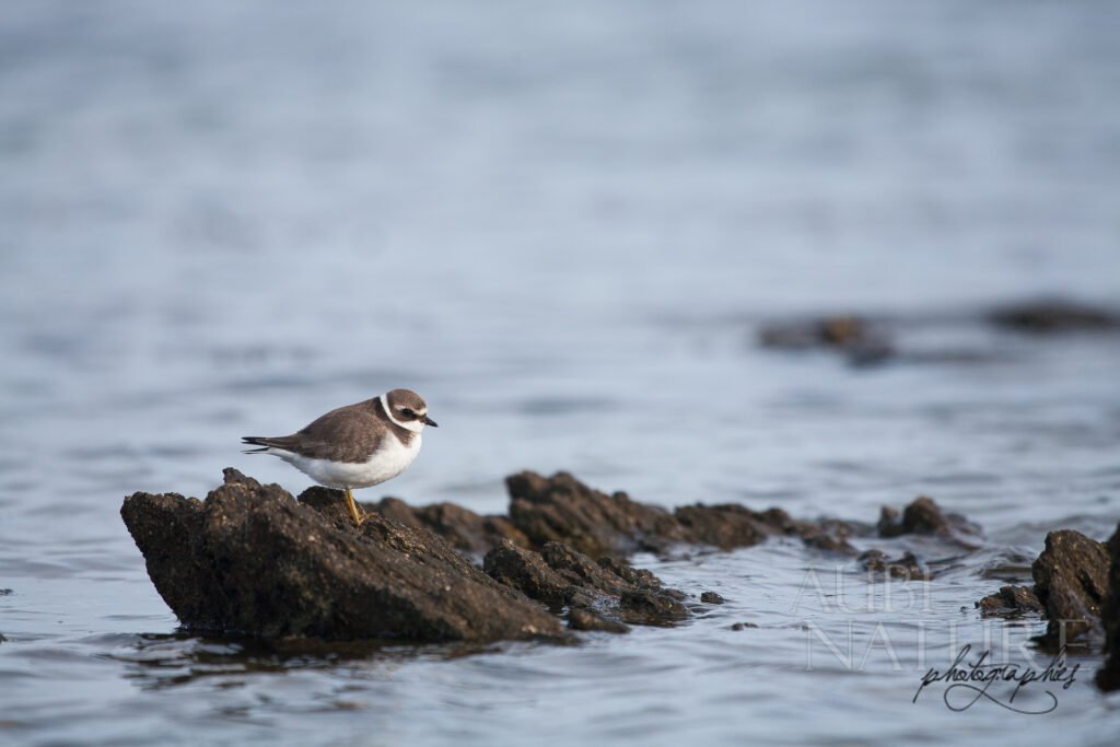 Gravelot à collier interrompu