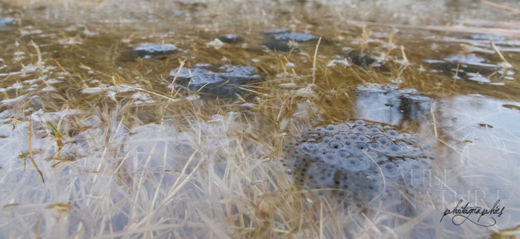 Mare formée en bordure de lac : un milieu propice à la photographie !