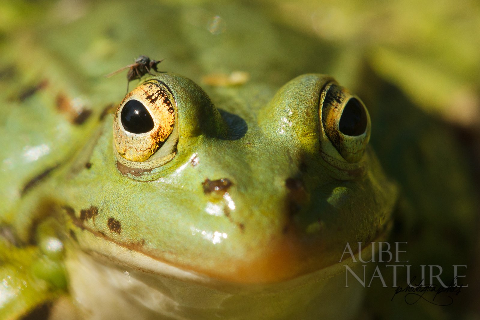 Amphibiens et reptiles, image size:1920x1280