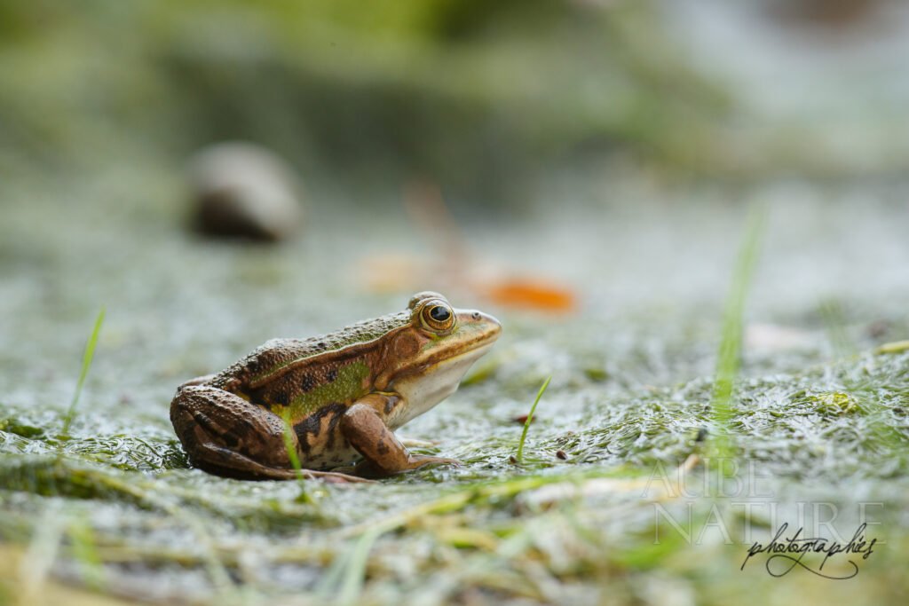 Photographier les amphibiens et les reptiles