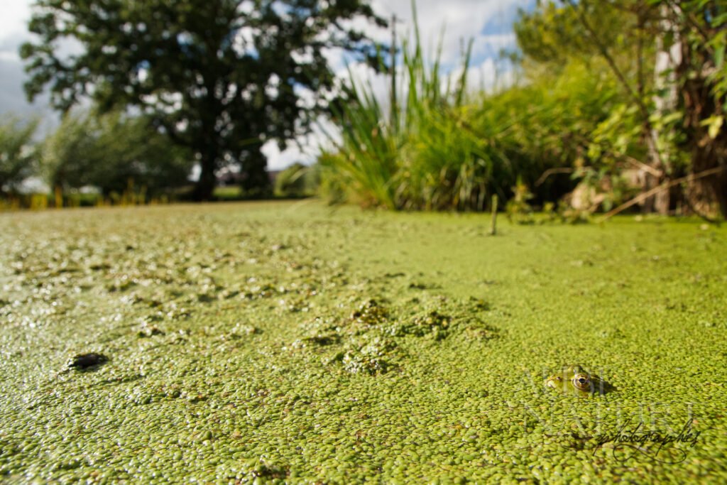 Grenouille verte au grand angle