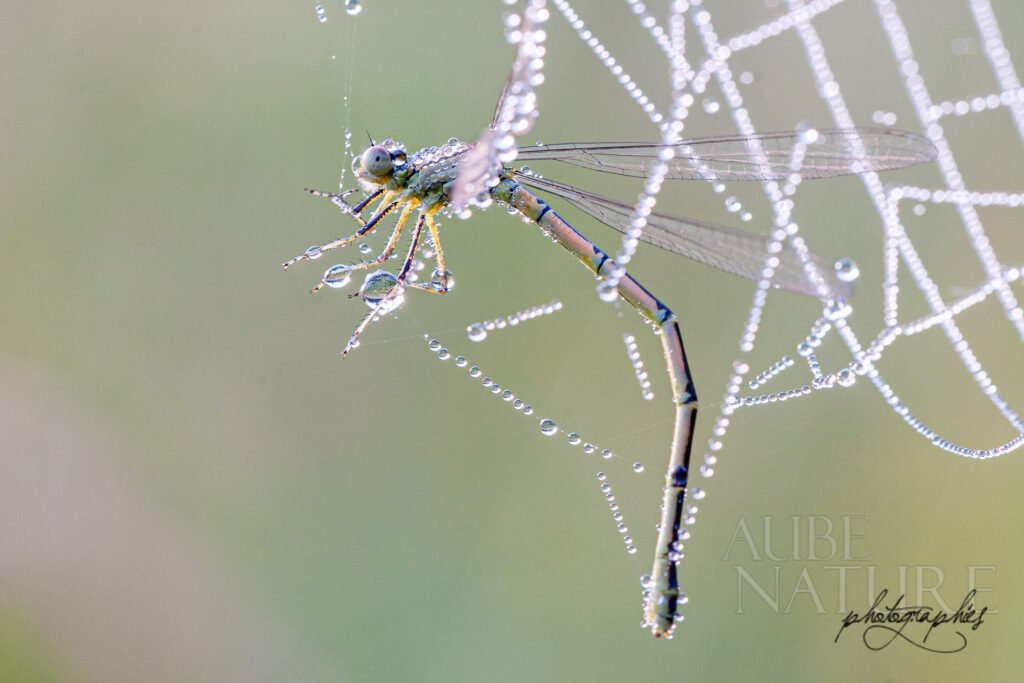 Libellule emprisonnée (temporairement !) dans une toile couverte de rosée, au lever du jour