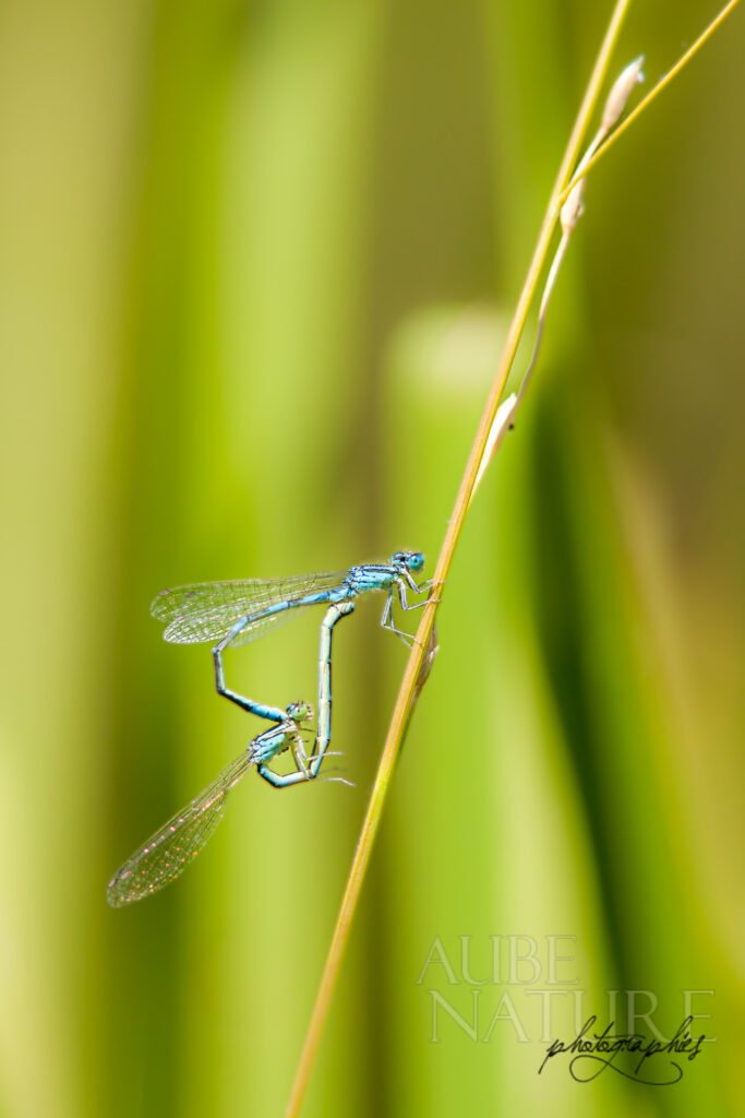 Accouplement d'agrions sur une tige