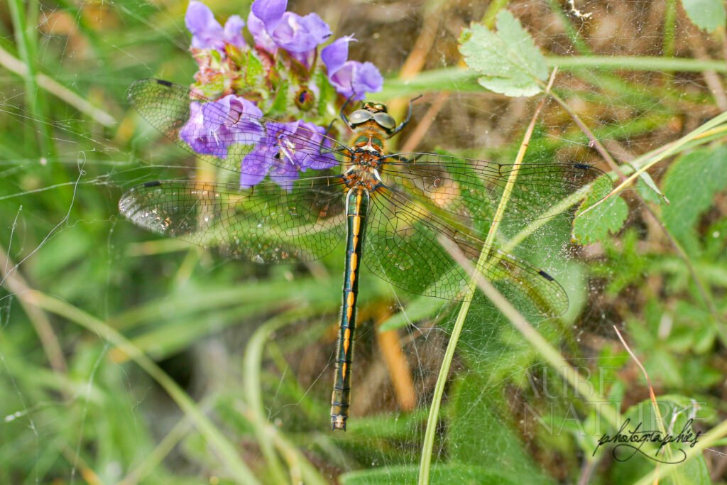 Cordulie à corps fin (Oxygastra curtisii), une libellule rare à observer !