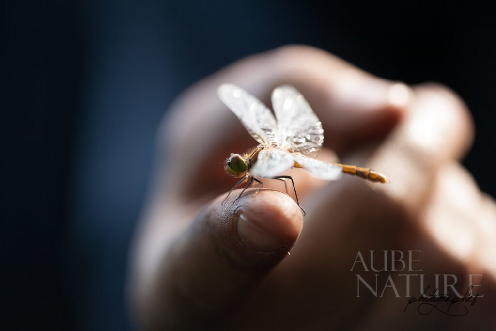 Sympetrum vulgatum posé sur le doigt d'un naturaliste