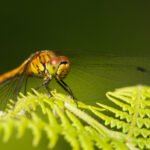 Photographier les libellules