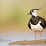 Photographier les limicoles