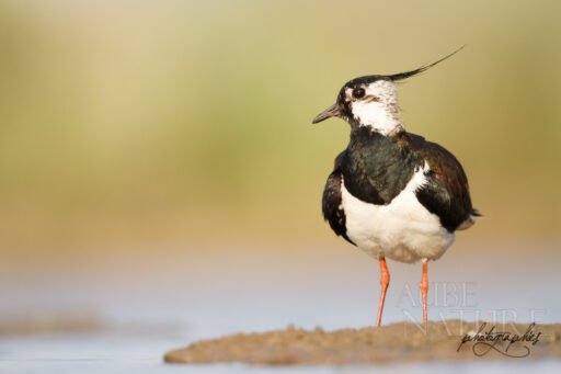 Photographier les limicoles