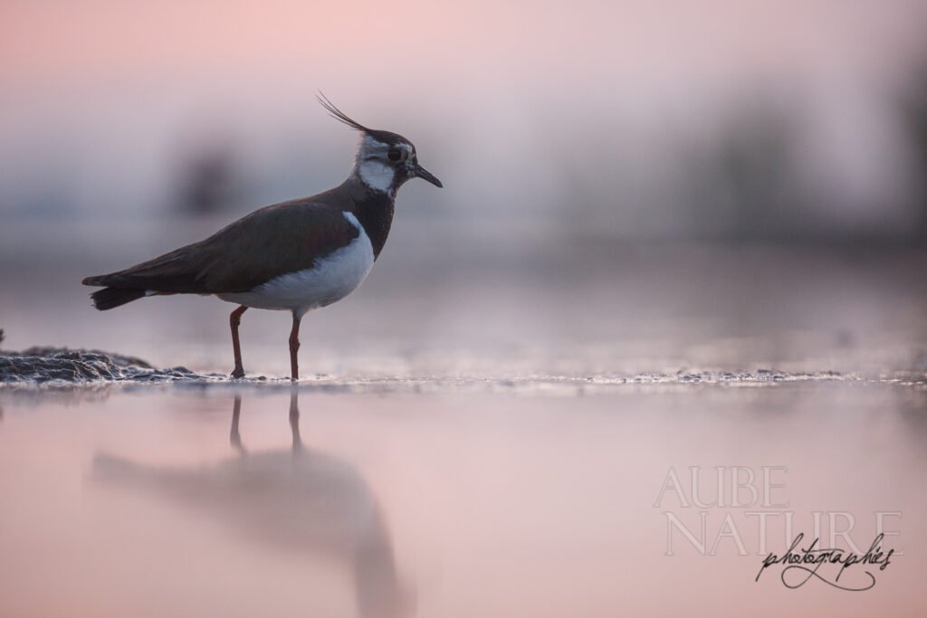 Vanneau huppé sur étang (affût sur berge)