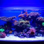 Photographie d'aquarium : le guide pratique