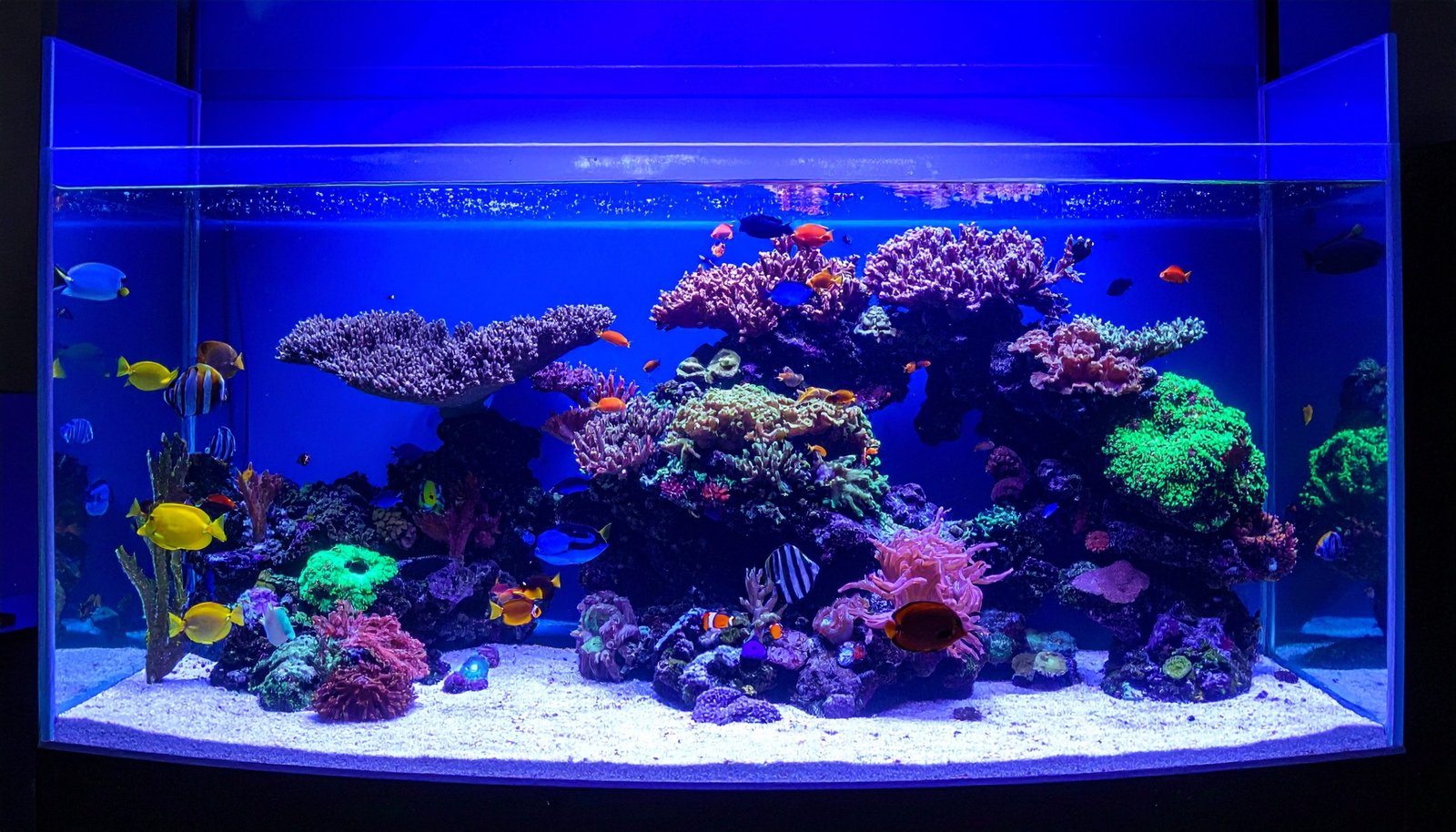 Photographie d'aquarium : le guide pratique